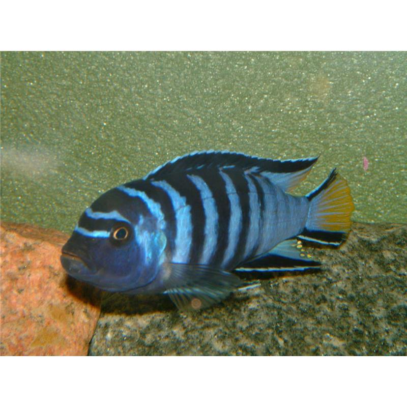 Pseudotropheus elongatus - imagine 5